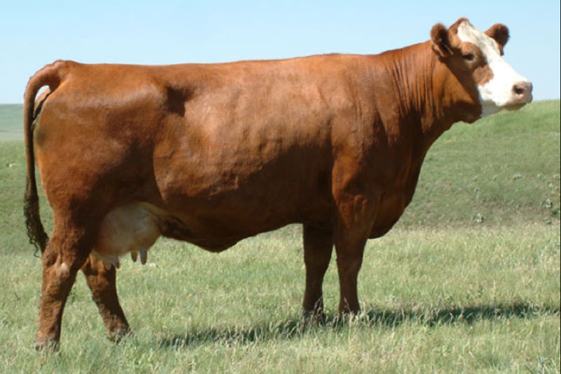 Simmental – GK Livestock – Dalby QLD – Performance Red Angus & Red ...