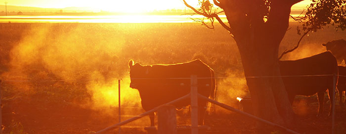 Leafmore-Morning-2012