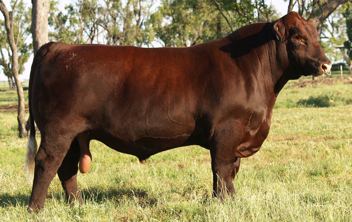 GK Livestock – Dalby QLD – Performance Red Angus & Red Simmentals