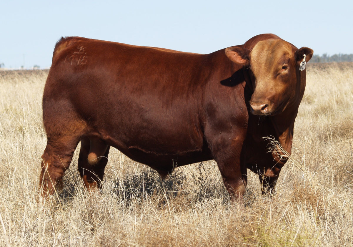 RED BRYLOR KODIAK 3A – GK Livestock – Dalby QLD – Performance Red Angus ...