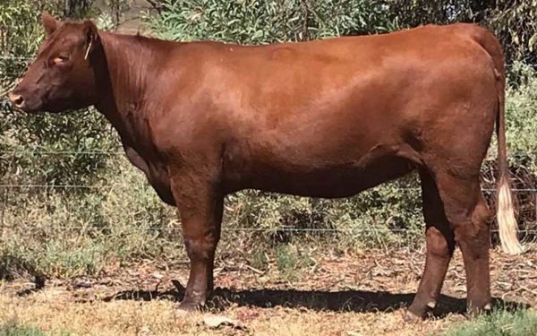 Private Sales – GK Livestock – Dalby QLD – Performance Red Angus & Red ...