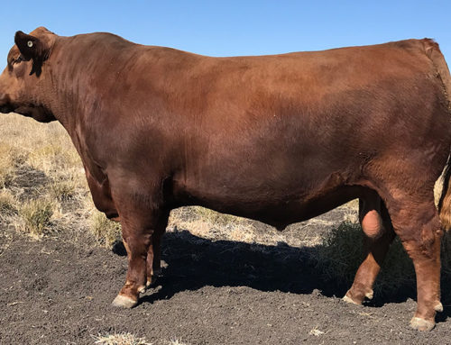 Qld Red Angus Sale: Power of Red V